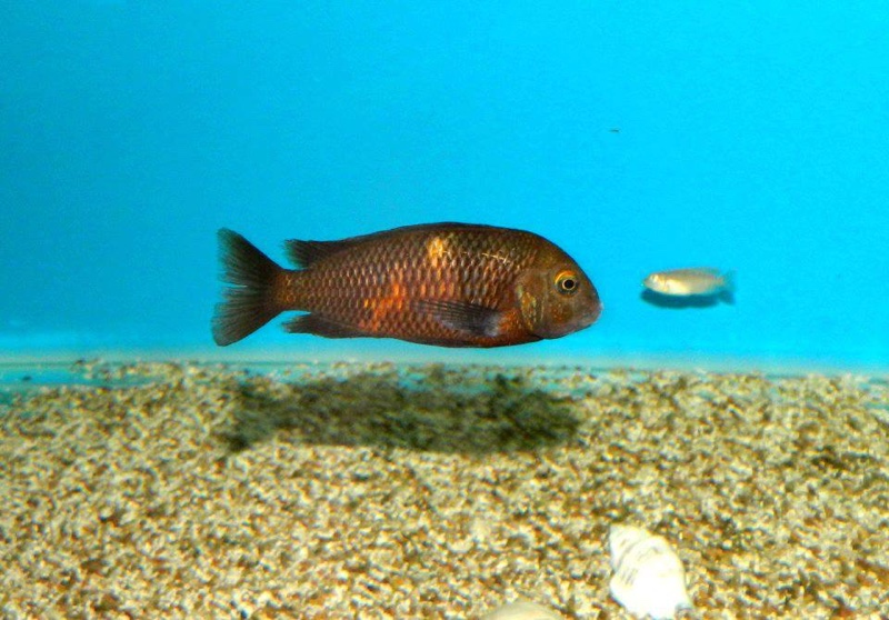 Tropheus sp. 'black' Makobola